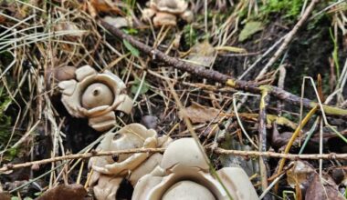 Im Wald gefunden und für schön befunden. 😊