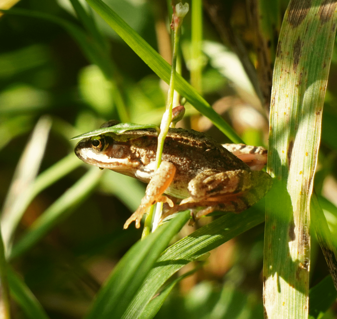Moorfrosch (?) mit Hut