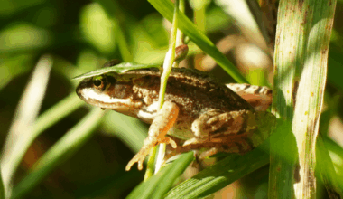 Moorfrosch (?) mit Hut