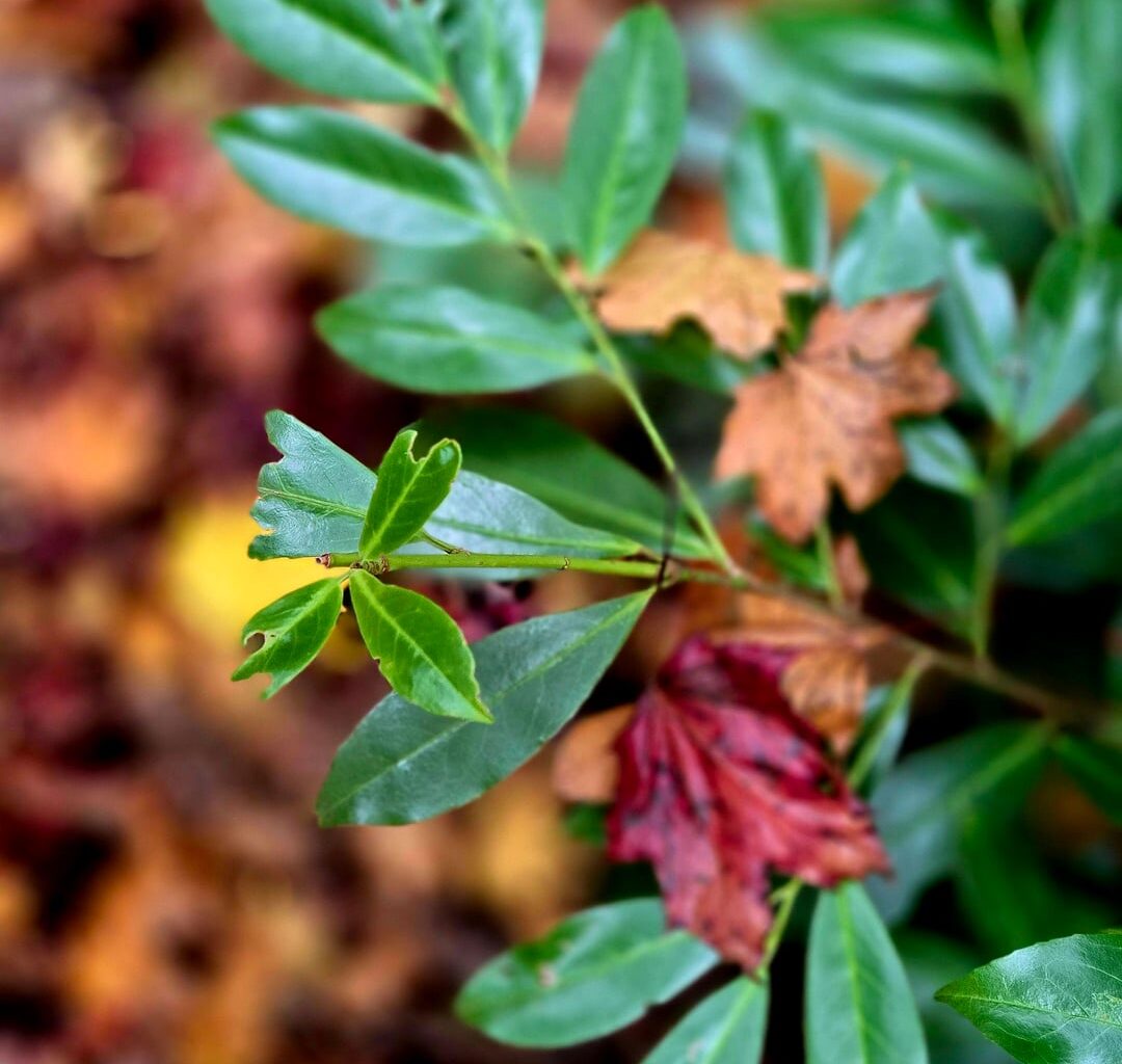 Der Herbst ist da 🍁