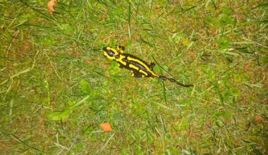 Mein Mann hat eben noch zwei von den Kameraden bei uns im Garten fotografieren können. Das sind definitiv nicht dieselben wie beim letzten Mal. Es gibt also mindestens 4 unterschiedliche Feuersalamander bei uns im Garten. Ich freu mich so, dass die sich so wohlfühlen. 2015 hab ich das alte Häuschen