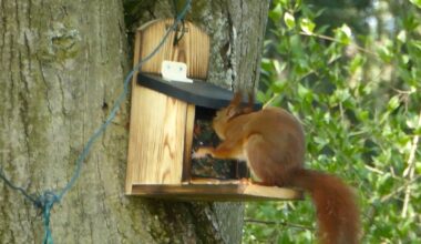 Unser Eichhörnchen-Techniker im Video – jetzt mit eigenem Gourmet-Restaurant!