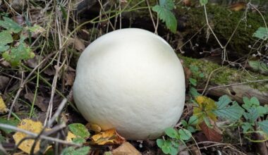 Riesenbovist und weiter Pilze