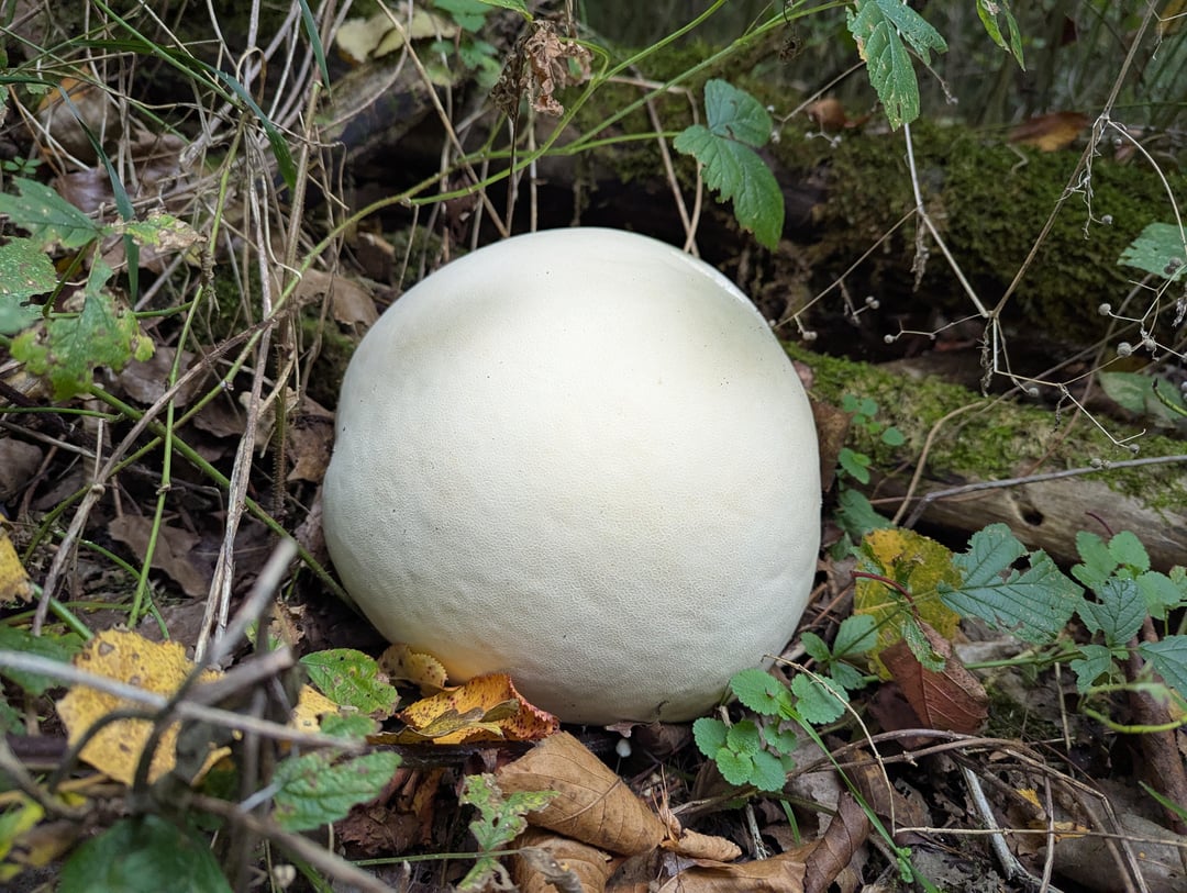 Riesenbovist und weiter Pilze