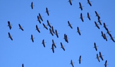 Nutzeraufnahmen: Kraniche mit und ohne Kerosinantrieb ➤ Hessen am Morgen: Die Nachrichten vom Mittwoch | hessenschau.de