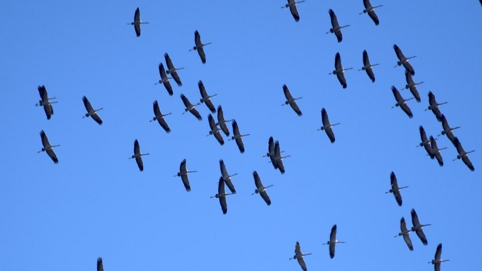 Nutzeraufnahmen: Kraniche mit und ohne Kerosinantrieb ➤ Hessen am Morgen: Die Nachrichten vom Mittwoch | hessenschau.de