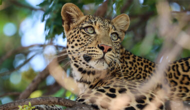 BBC Studios, Finland’s YLE renew long-standing output deal | News