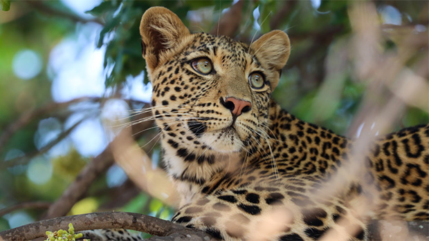 BBC Studios, Finland’s YLE renew long-standing output deal | News