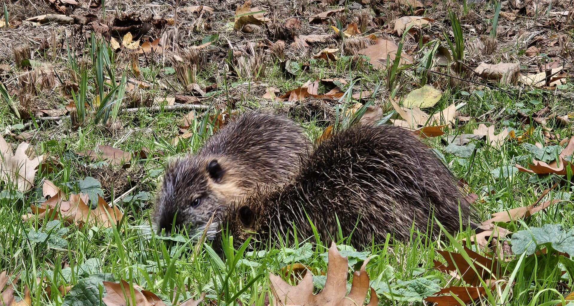 Ich habe beim Spaziergang zwei Nutria-Teens getroffen