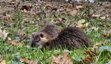 Ich habe beim Spaziergang zwei Nutria-Teens getroffen