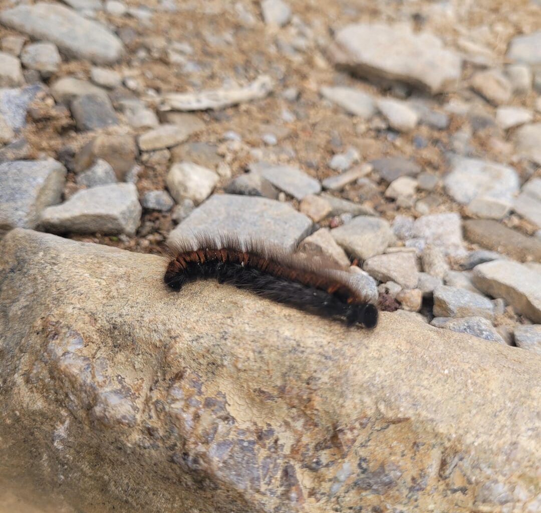 Brombeerspinner (Fox Moth) Raupe auf ca. 600 m Höhe in den schottischen Highlands getroffen.