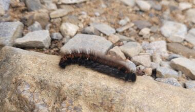 Brombeerspinner (Fox Moth) Raupe auf ca. 600 m Höhe in den schottischen Highlands getroffen.