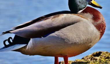 Is Trump Taking Chinese Bribes?