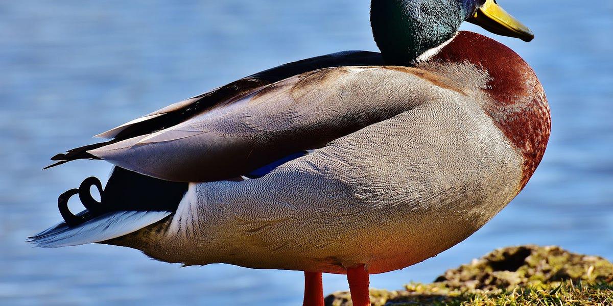 Is Trump Taking Chinese Bribes?