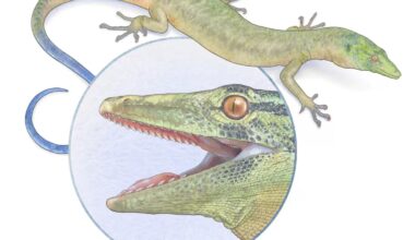 cover Enigmatic Jurassic reptile looks like a mix of snake and lizard