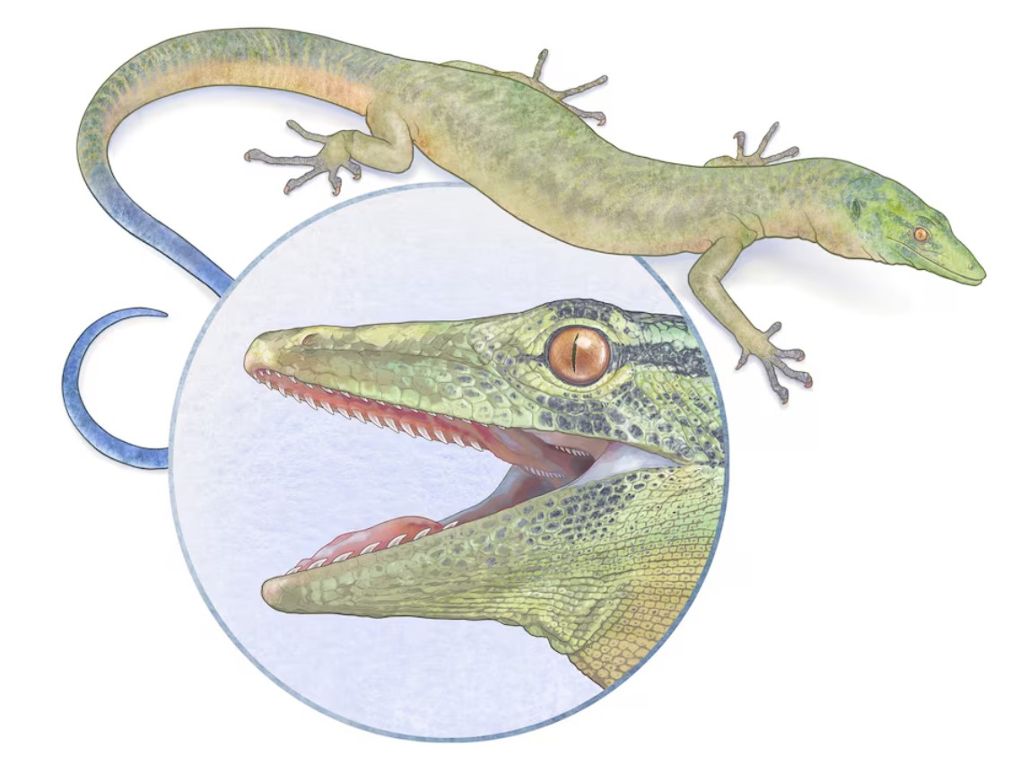 cover Enigmatic Jurassic reptile looks like a mix of snake and lizard