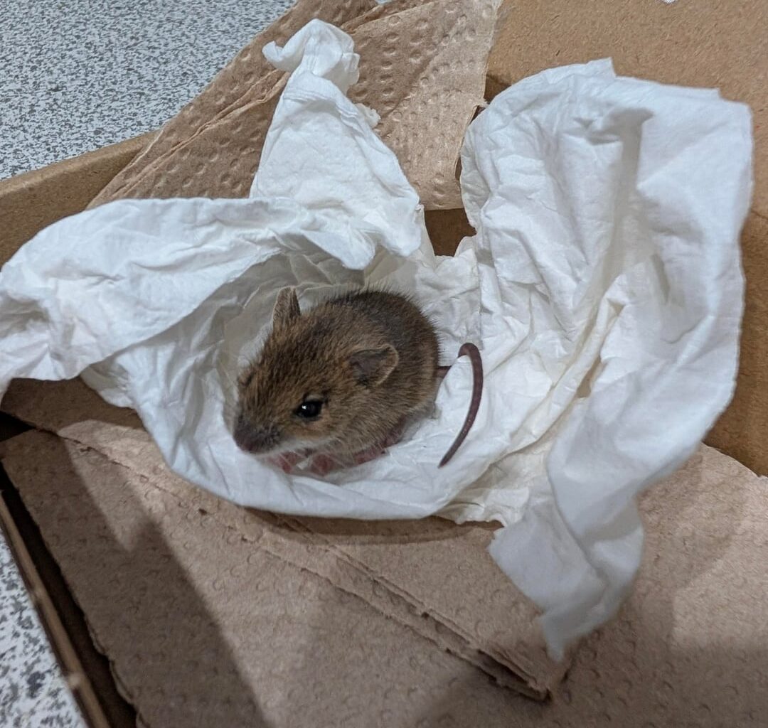 Kleine Maus gefunden - Hilfe
