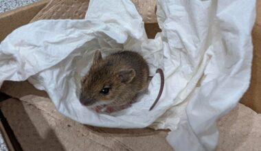 Kleine Maus gefunden - Hilfe