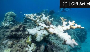 Heat Has Essentially Wiped Out 2 Key Coral Species on Florida Reefs | Elkhorn and staghorn coral are now functionally extinct around the state, researchers say, meaning they no longer play any significant role in their ecosystem.