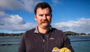 Watercare sewage spill devastates Auckland oyster farmers