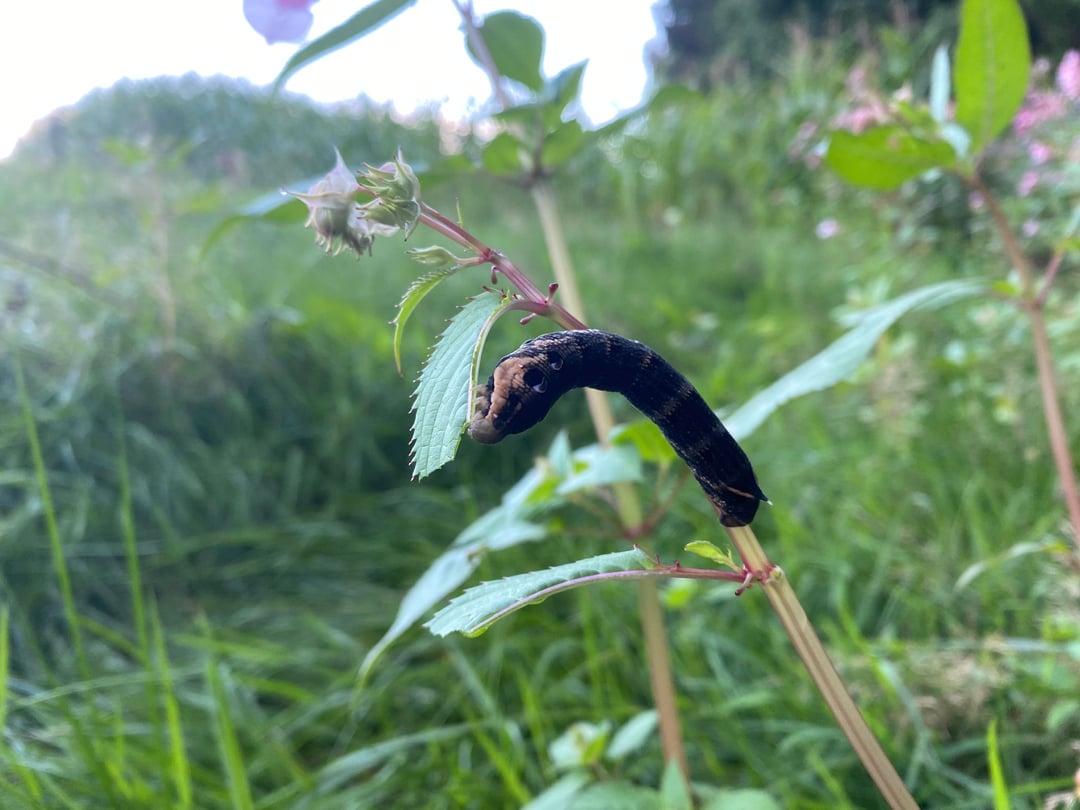 Raupe des Mittleren Weinschwärmers in zwei Farbvarianten