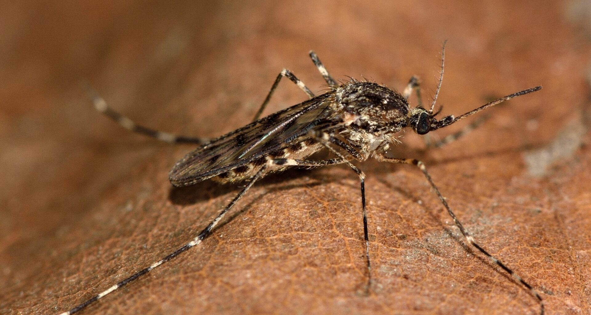 Mosquito Belonging To The Culiseta Annulata Species