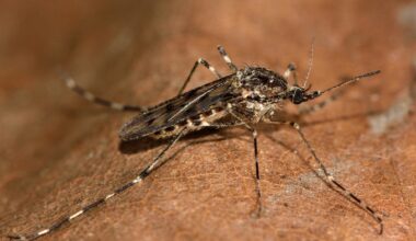 Mosquito Belonging To The Culiseta Annulata Species