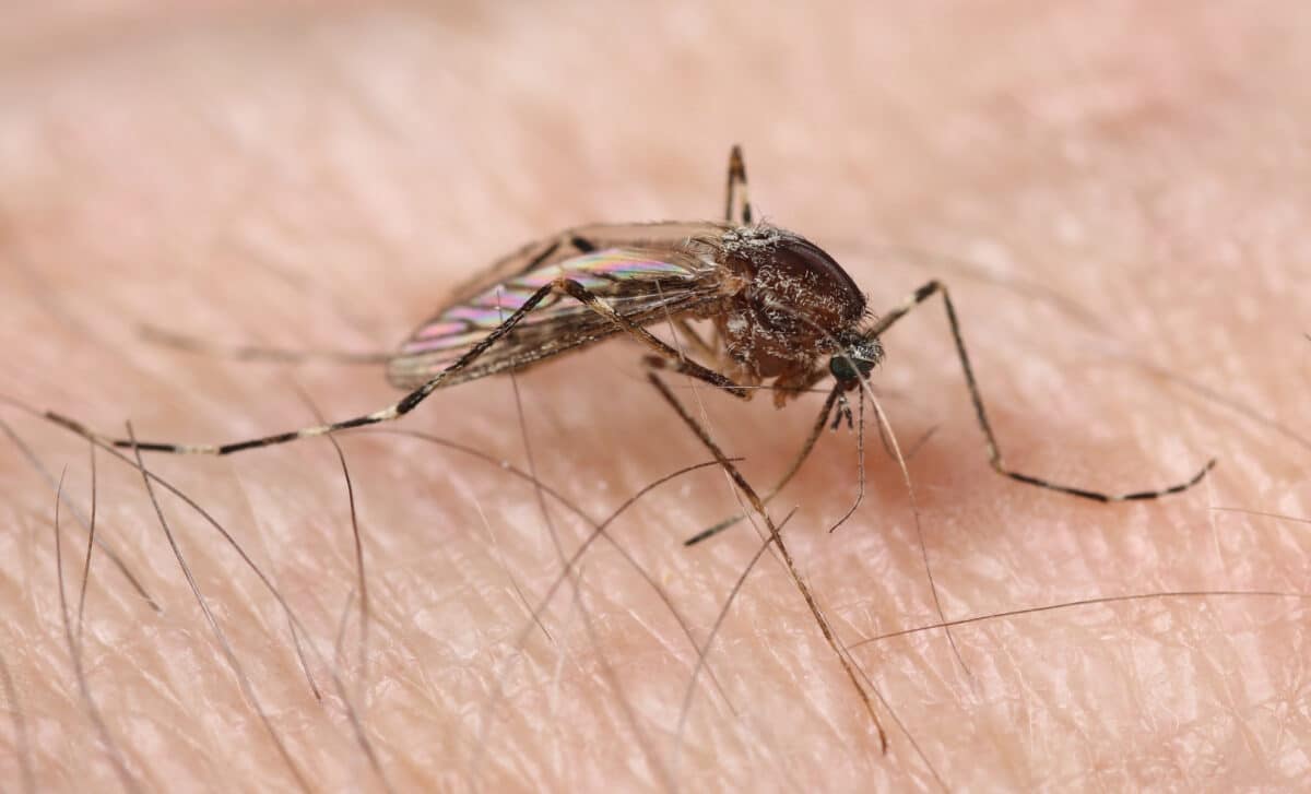 Mosquito, Culiseta Annulata Species