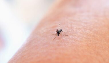 Mosquitoes discovered in Iceland for first time