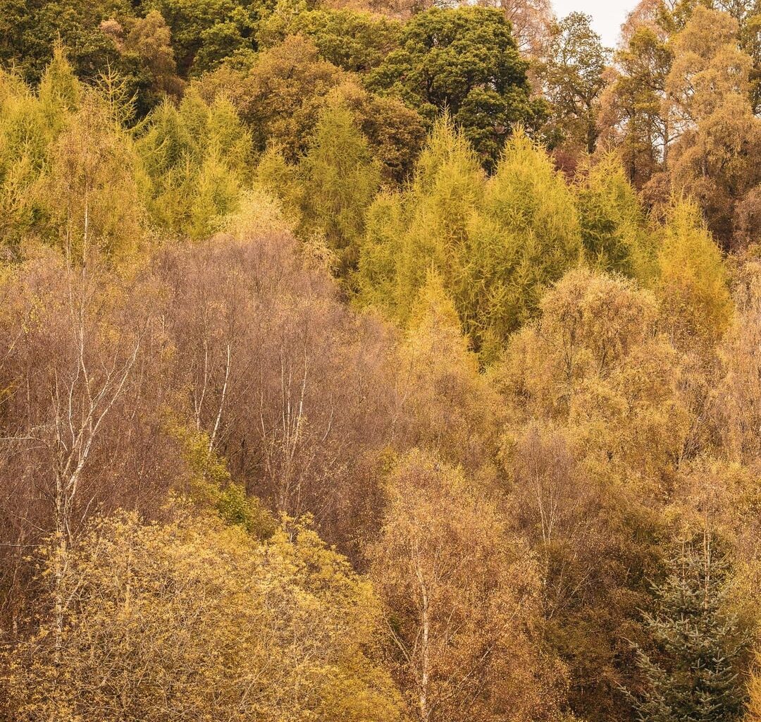 Auntumn walk up Birnam hill.