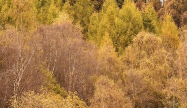 Auntumn walk up Birnam hill.