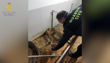 Corpses of 250 animals found with surviving animals eating the dead in "breeding ground of horror" in Spain