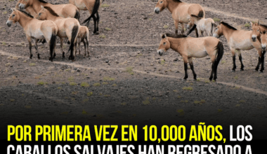 Regresan los caballos salvajes