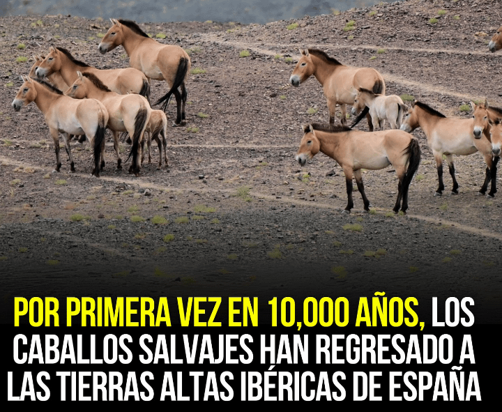 Regresan los caballos salvajes