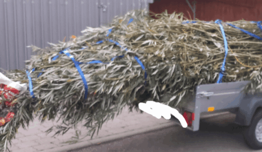 UPDATE zu: "Woher bekomme ich günstig Weiden-Ruten für einen lebenden Zaun?"