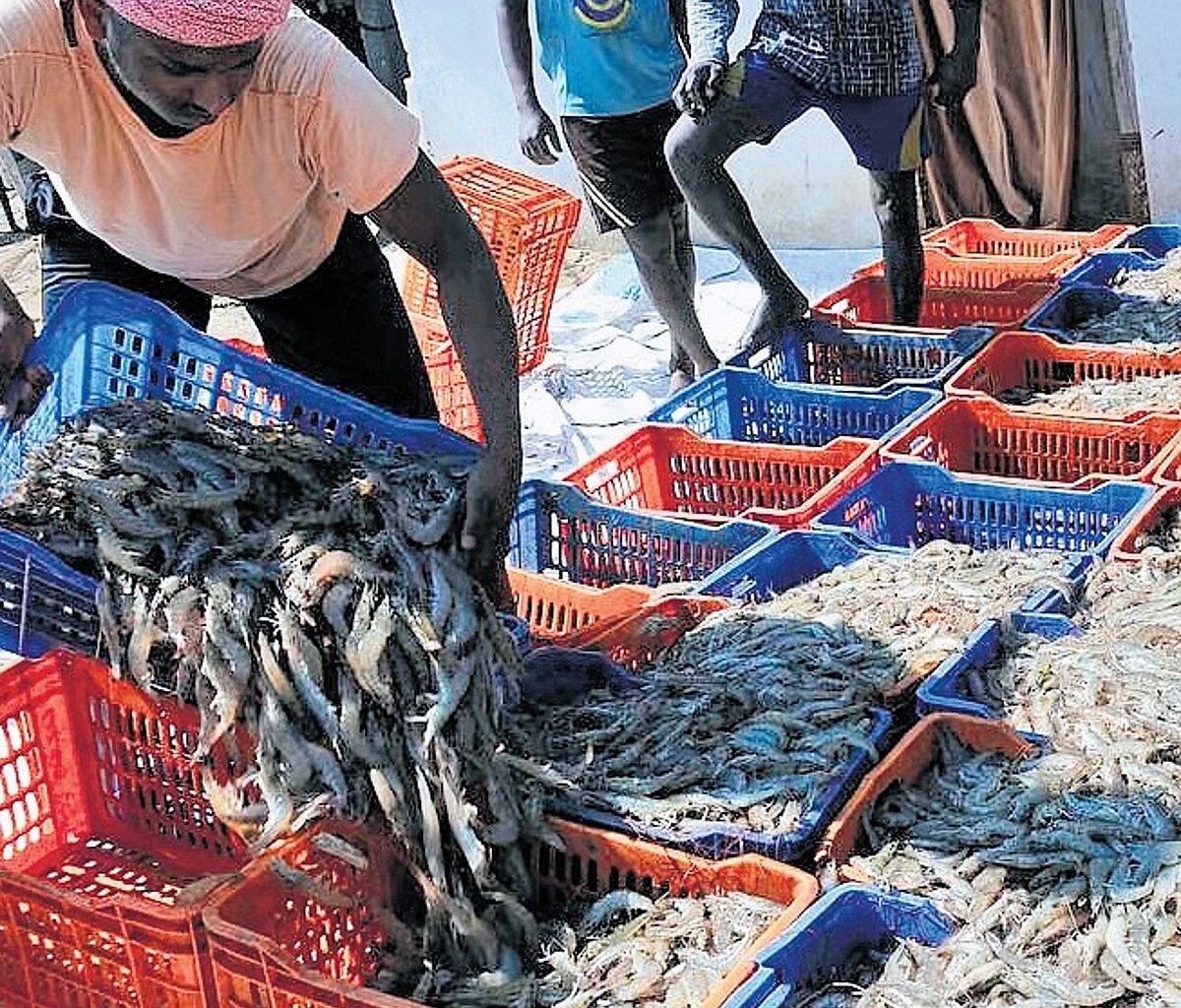 Post US tariff, seafood exporters look to China, Japan but price gets a hit