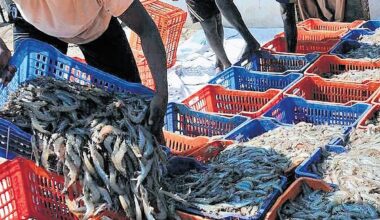 Post US tariff, seafood exporters look to China, Japan but price gets a hit
