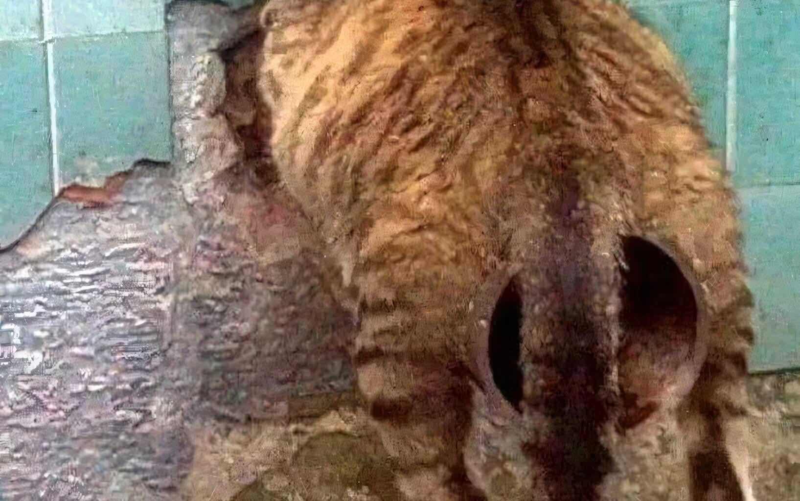 Mon chat a mangé des flageolets