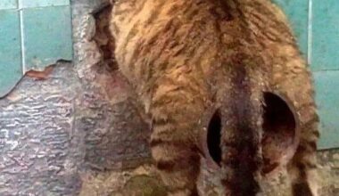 Mon chat a mangé des flageolets