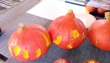 Im Schuppen angenagt worden. Wer könnte es gewesen sein