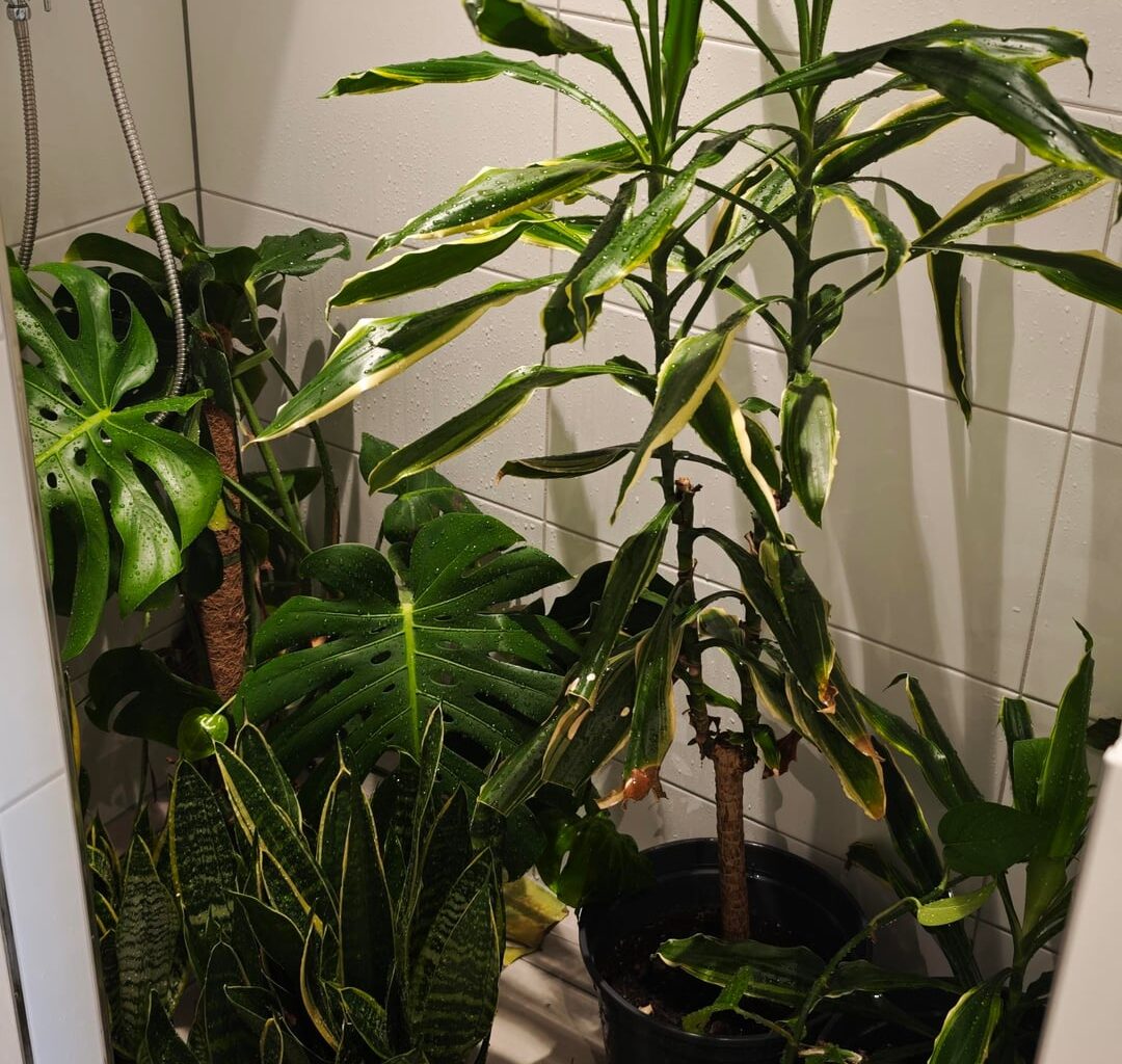 Wie oft duscht ihre eure Pflanzen und welches Shampoo nehmt ihr?