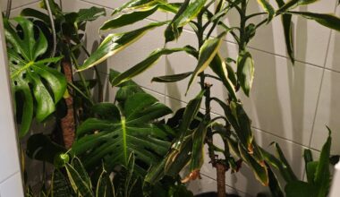 Wie oft duscht ihre eure Pflanzen und welches Shampoo nehmt ihr?