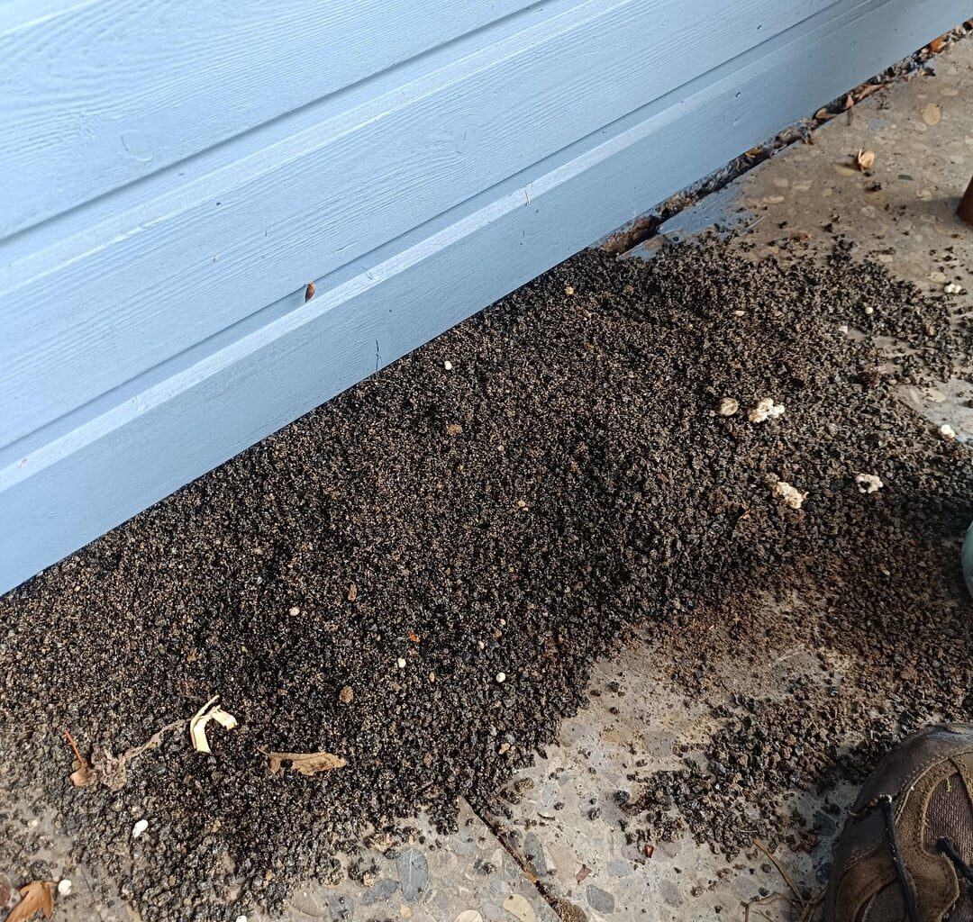 Was buddelt da im Fundament meines Gartenhauses?