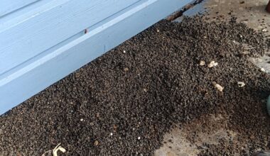 Was buddelt da im Fundament meines Gartenhauses?