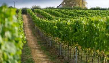 Welsh vineyard celebrates record harvest