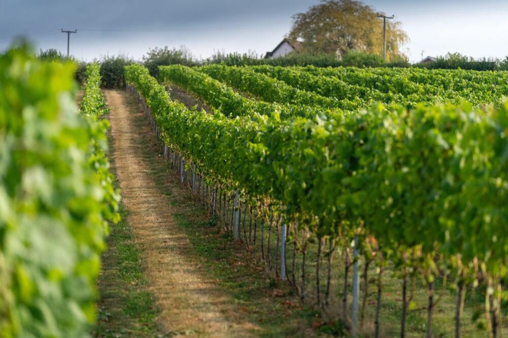 Welsh vineyard celebrates record harvest