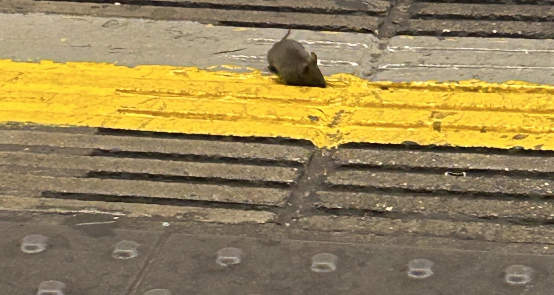 Long live the King's Cross Tube Mice!