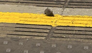 Long live the King's Cross Tube Mice!