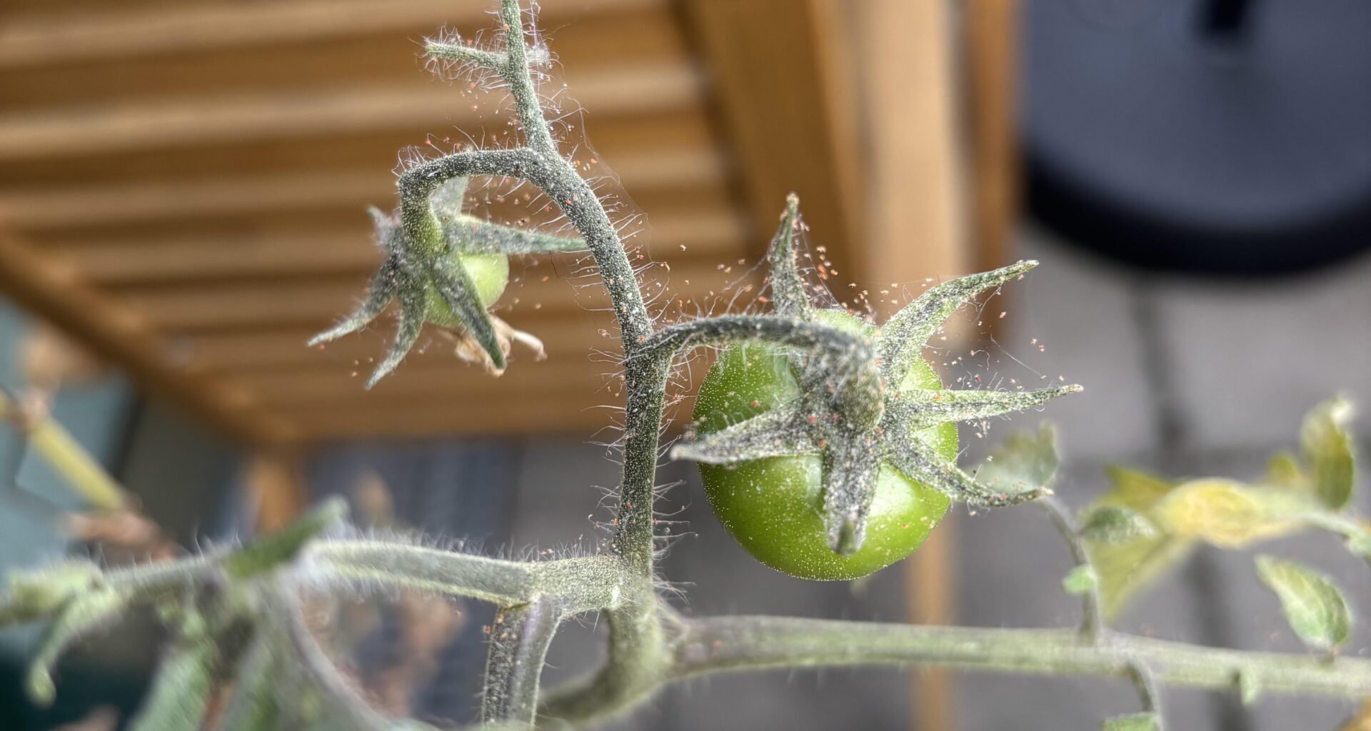Was hat meine Tomatenpflanze?