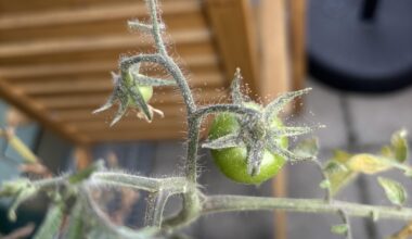 Was hat meine Tomatenpflanze?